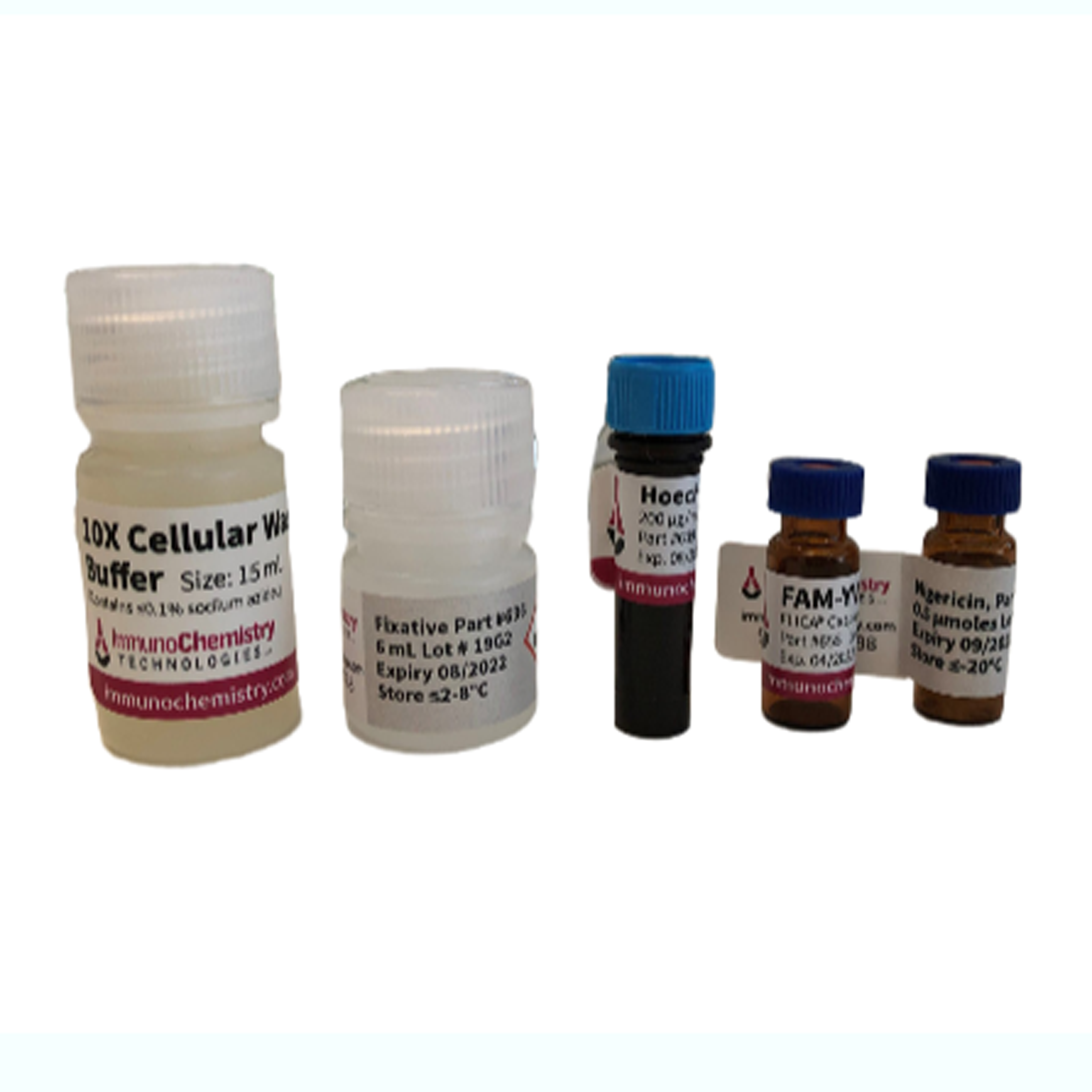Pyroptosis/Caspase-1分析，绿色 Pyroptosis/Caspase-1 Assay, Green